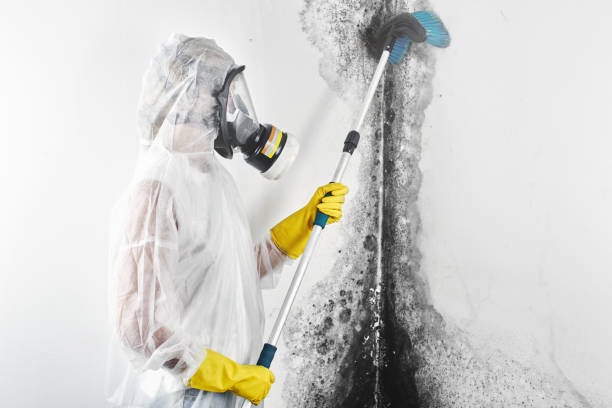 Best Mold Prevention Services  in Amberley, OH